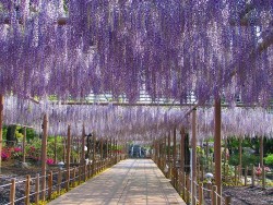 曼陀羅寺 藤まつり