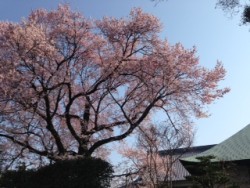 弥陀桜 
