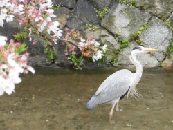 祇園近く