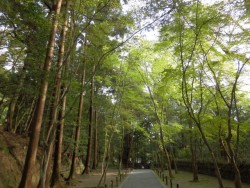 法然院近く