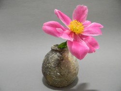 蹲 芍薬