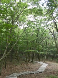 ポーラ美術館 森の遊歩道