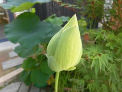 白色の蓮の蕾