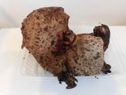 香茸