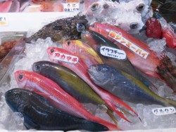 市場の魚