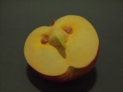 杉本ひとみ Owl appe 