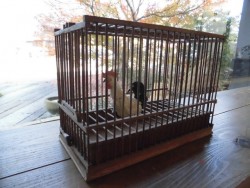鳥籠の中に 相場るい児さんの酉