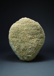 丹羽麻祐子 面 